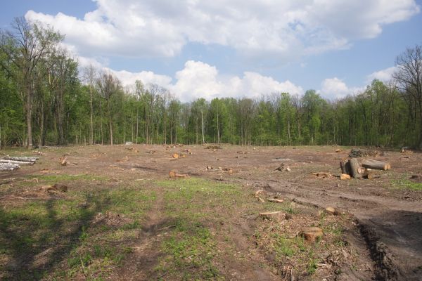 Pasture Clearing in Spanish Fork