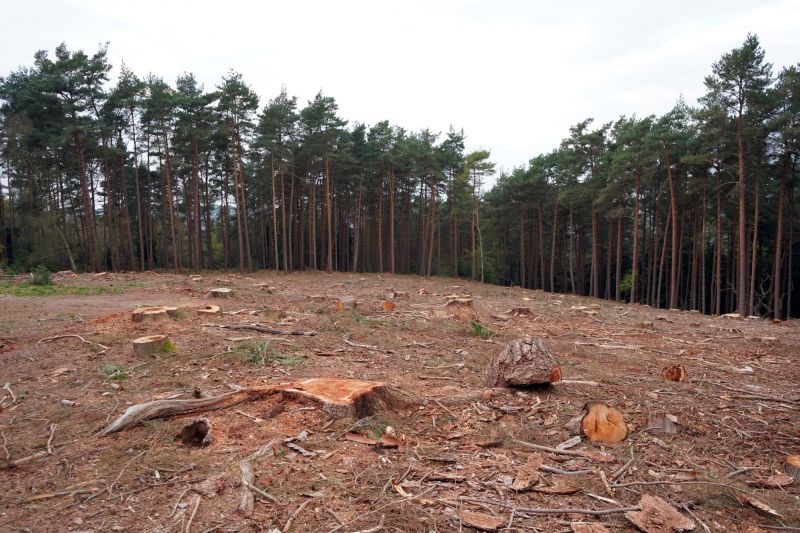 Tree and Debris Removal